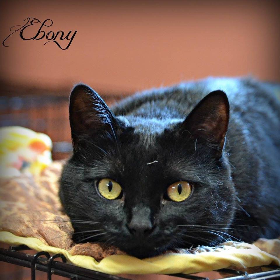 Photo 6 from DELTA ANIMAL SHELTER