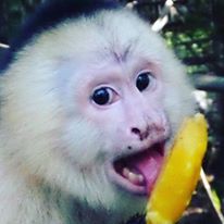 Photo 8 from JUNGLE FRIENDS PRIMATE SANCTUARY INC