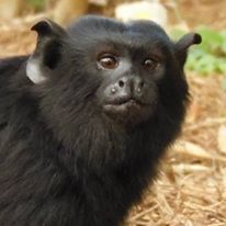 Photo 3 from JUNGLE FRIENDS PRIMATE SANCTUARY INC