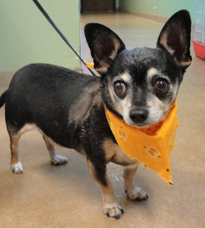 Photo 2 from TRI COUNTIES HUMANE SOCIETY