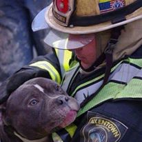 Photo 4 from Furbridge, Inc.