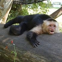 Photo 4 from JUNGLE FRIENDS PRIMATE SANCTUARY INC