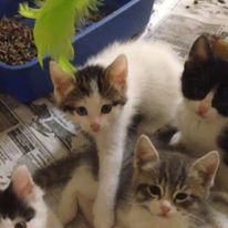 Photo 2 from BRAZORIA COUNTY SOCIETY FOR THE PREVENTION OF CRUELTY TO ANIMALS (SPCA of Brazoria County)