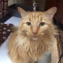 Photo 2 from Tabby Town-FRIENDS FOR FELINES INC