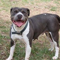 Photo 4 from Evergreen Animal Protective League