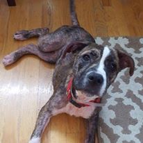 Photo 1 from Evergreen Animal Protective League