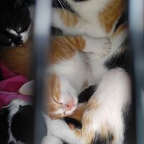 Photo 3 from Tabby Town-FRIENDS FOR FELINES INC