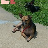 Photo 3 from BRAZORIA COUNTY SOCIETY FOR THE PREVENTION OF CRUELTY TO ANIMALS (SPCA of Brazoria County)