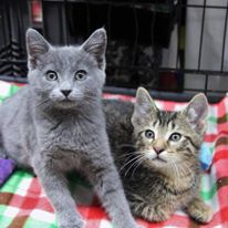 Photo 4 from Community Animal Rescue Effort - C.A.R.E.