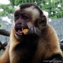 Photo 1 from JUNGLE FRIENDS PRIMATE SANCTUARY INC