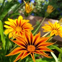 Photo 3 from Phipps Conservatory and Botanical Gardens