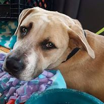 Photo 1 from BRAZORIA COUNTY SOCIETY FOR THE PREVENTION OF CRUELTY TO ANIMALS (SPCA of Brazoria County)