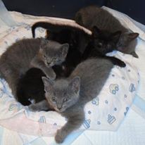 Photo 2 from Evergreen Animal Protective League