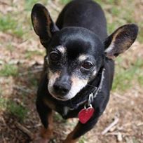 Photo 5 from Evergreen Animal Protective League