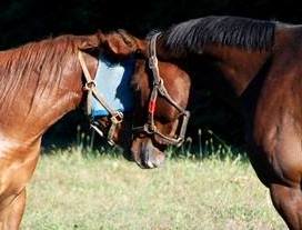 Photo 5 from KENTUCKY EQUINE HUMANE CENTER INC