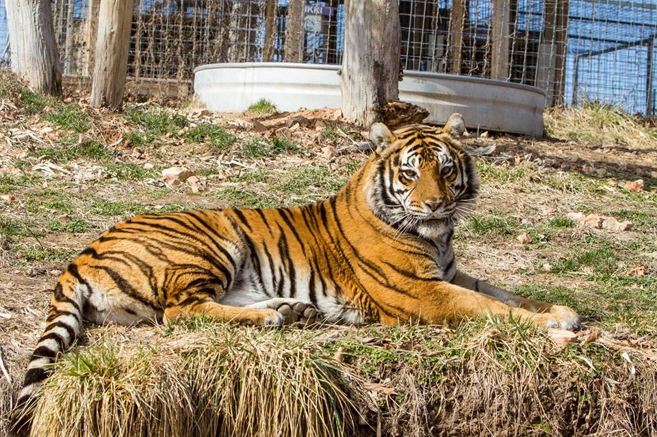 Photo 6 from National Tiger Sanctuary