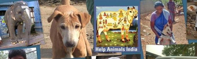 HELP ANIMALS INDIA                                                    