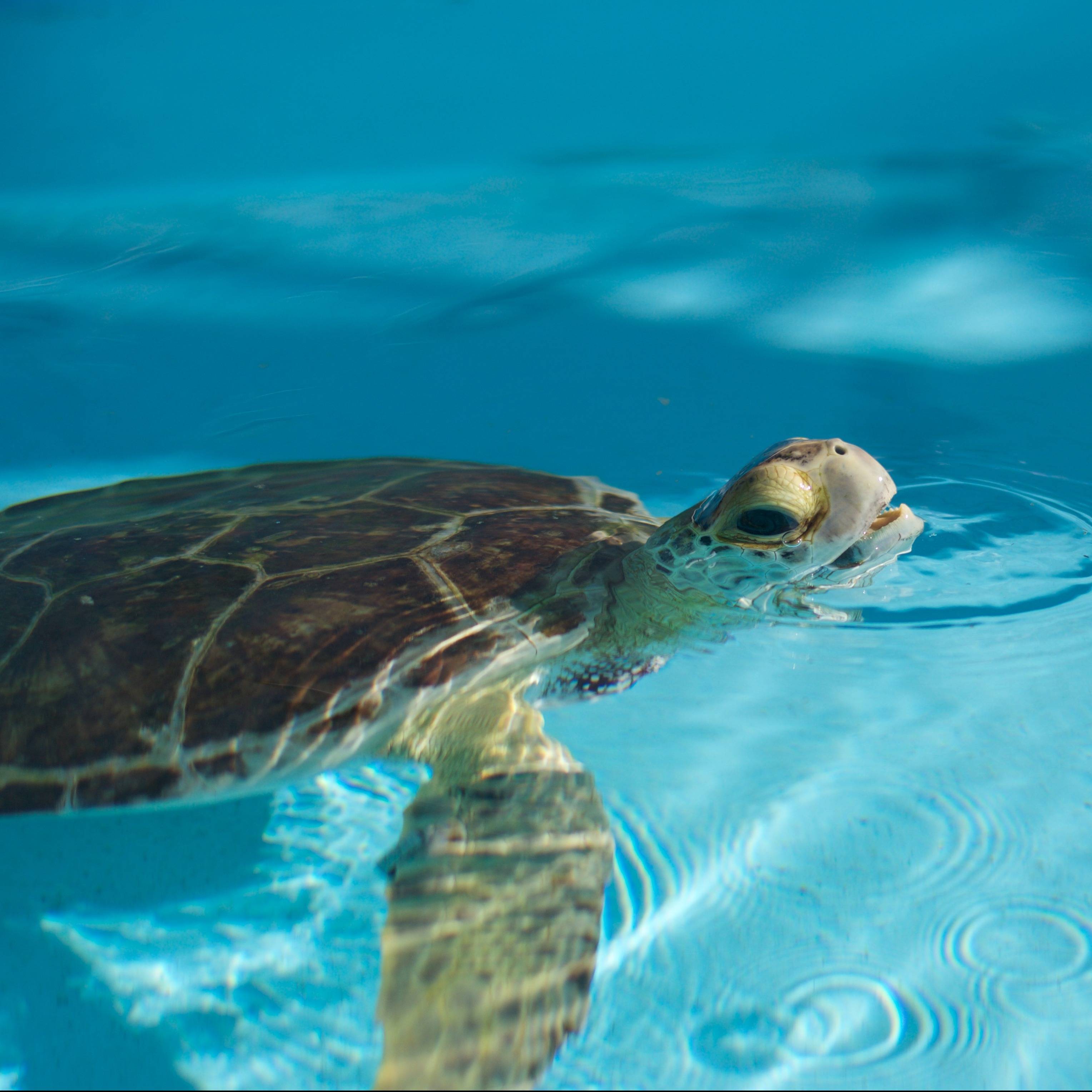Loggerhead Marinelife Center