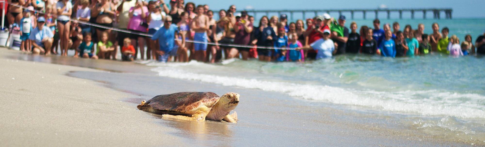Loggerhead Marinelife Center