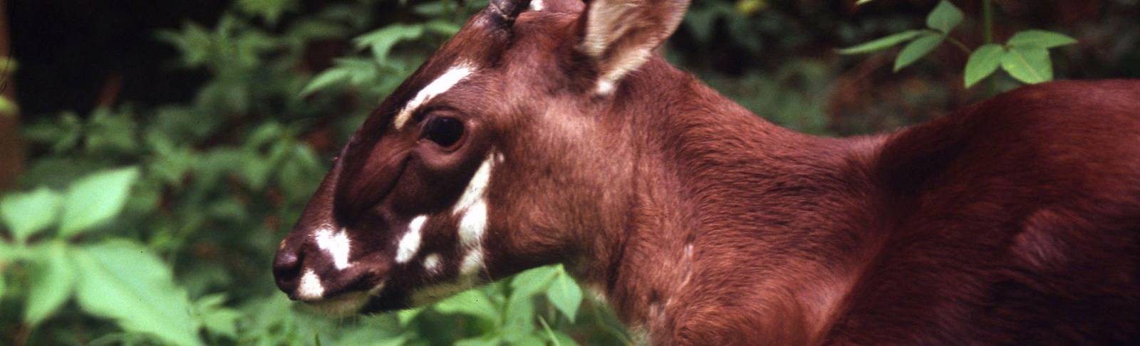 Saola Foundation cover