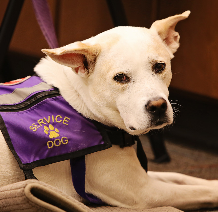 Photo 3 from Healing Companions, Inc.