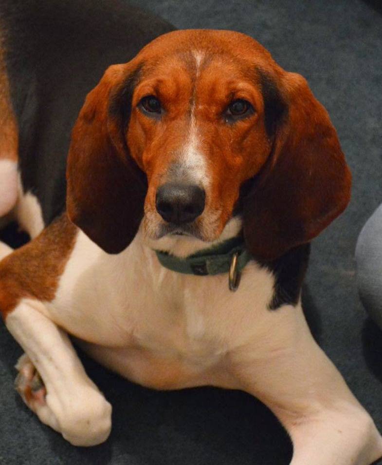 Photo 4 from Healing Companions, Inc.