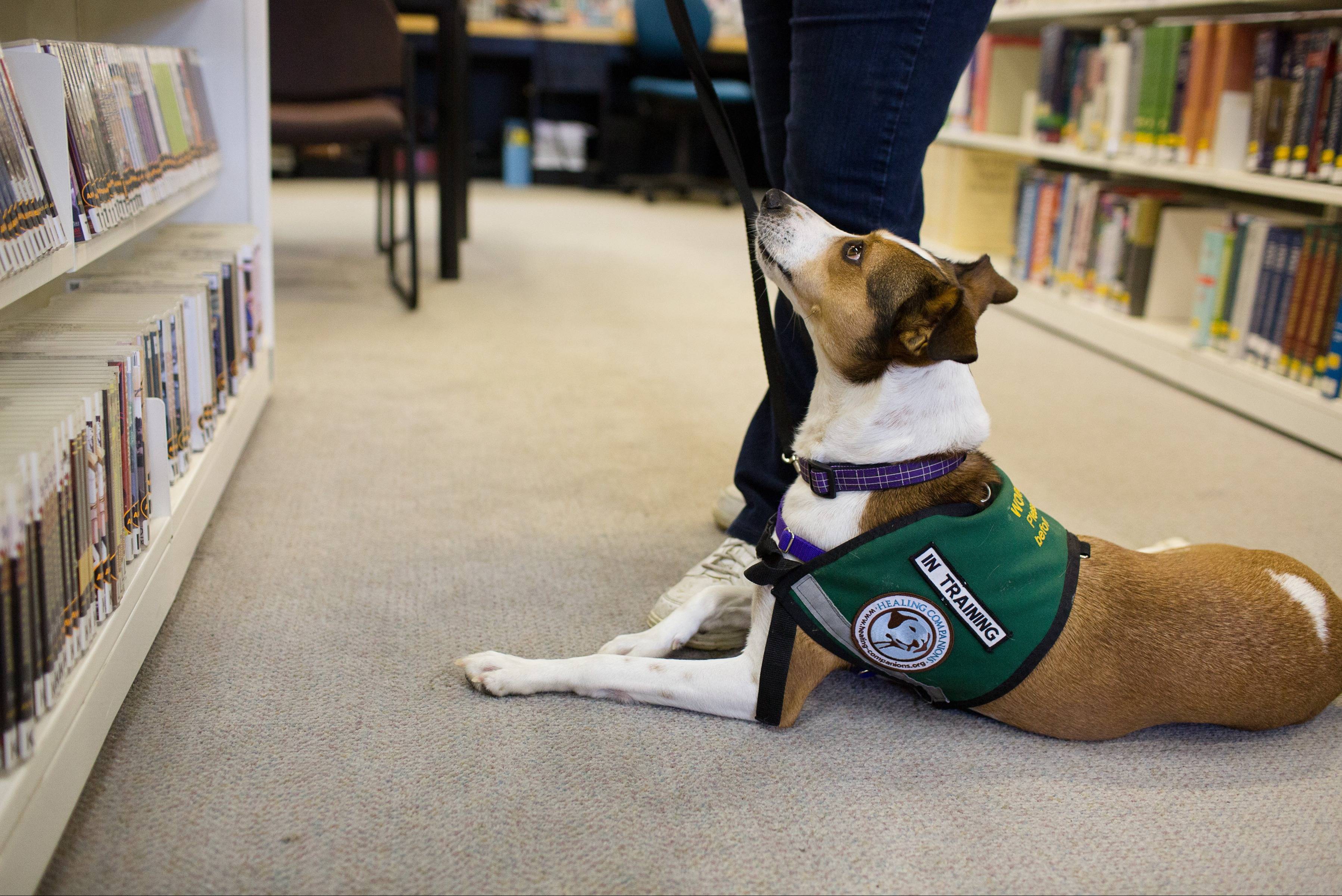 Photo 5 from Healing Companions, Inc.