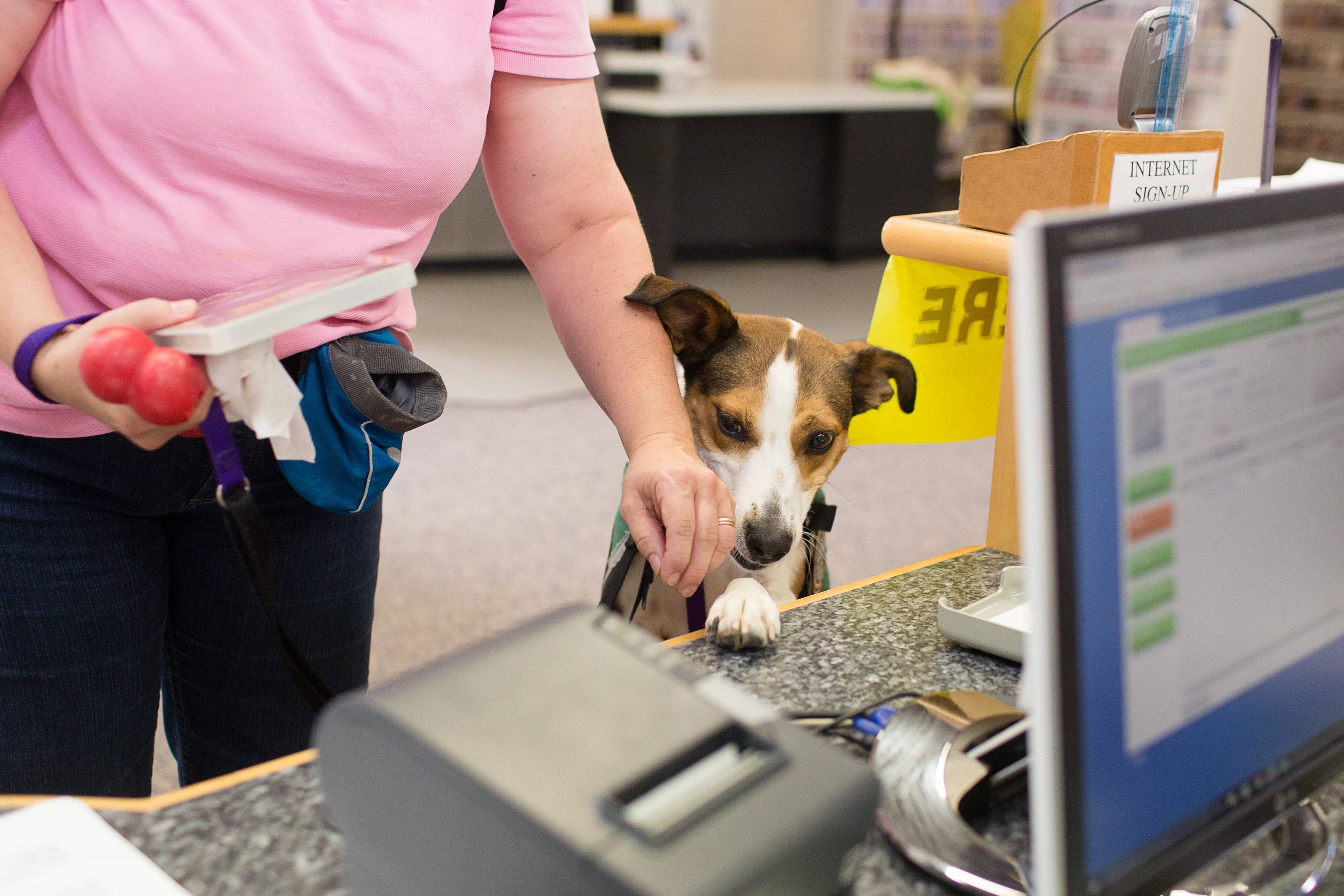 Photo 6 from Healing Companions, Inc.