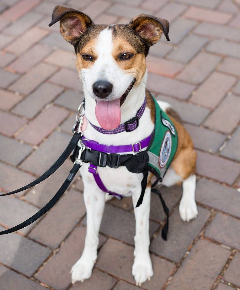 Photo 8 from Healing Companions, Inc.