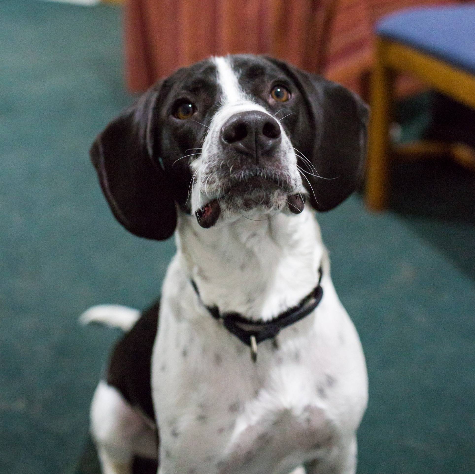 Photo 9 from Healing Companions, Inc.