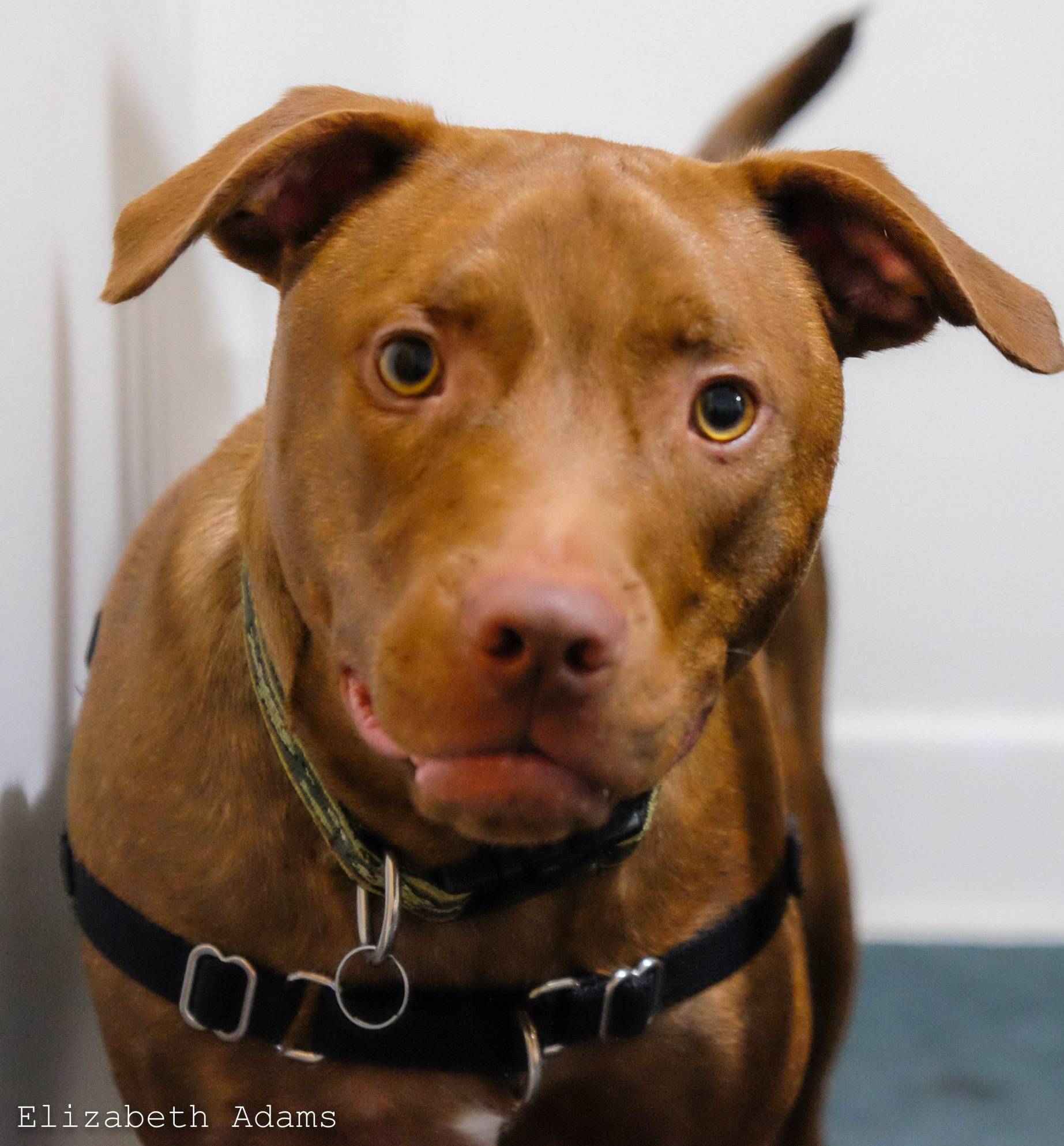 Photo 11 from Healing Companions, Inc.