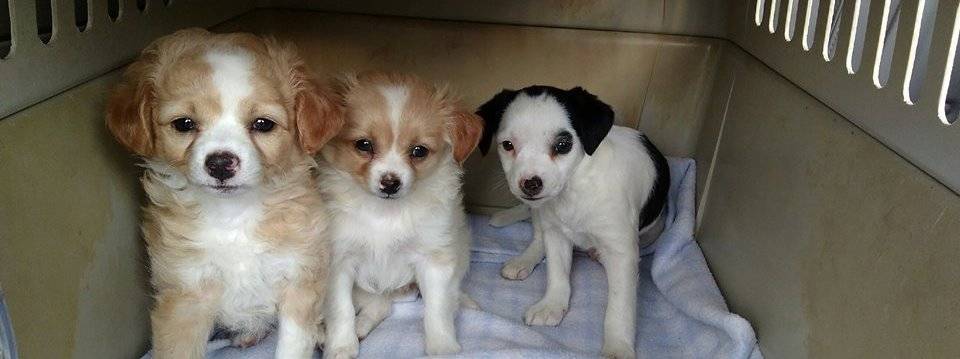 HUMANE SOCIETY OF WAUPACA COUNTY INC