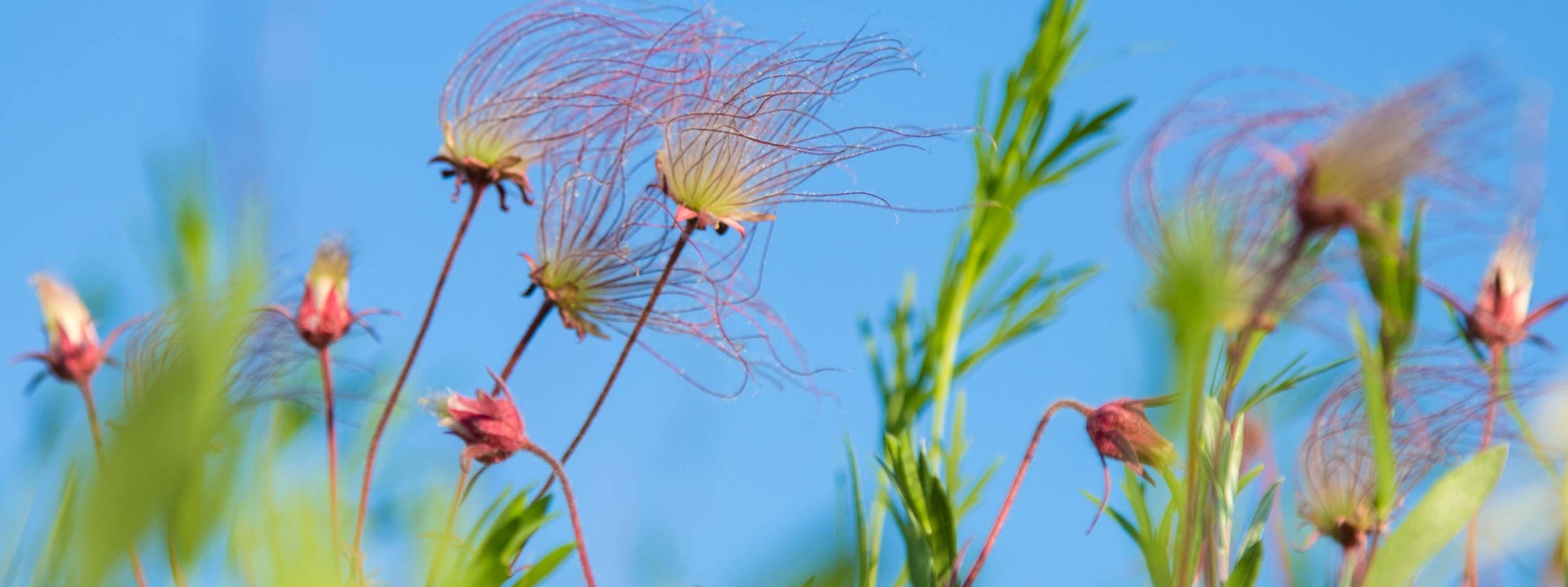 Groundswell Conservancy