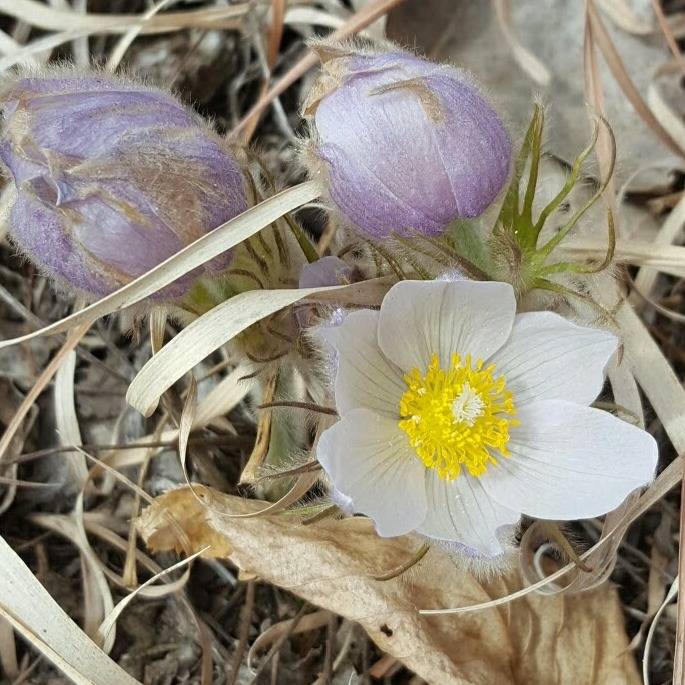GOLDEN HILLS RESOURCE CONSERVATION AND DEVELOPMENT AREA