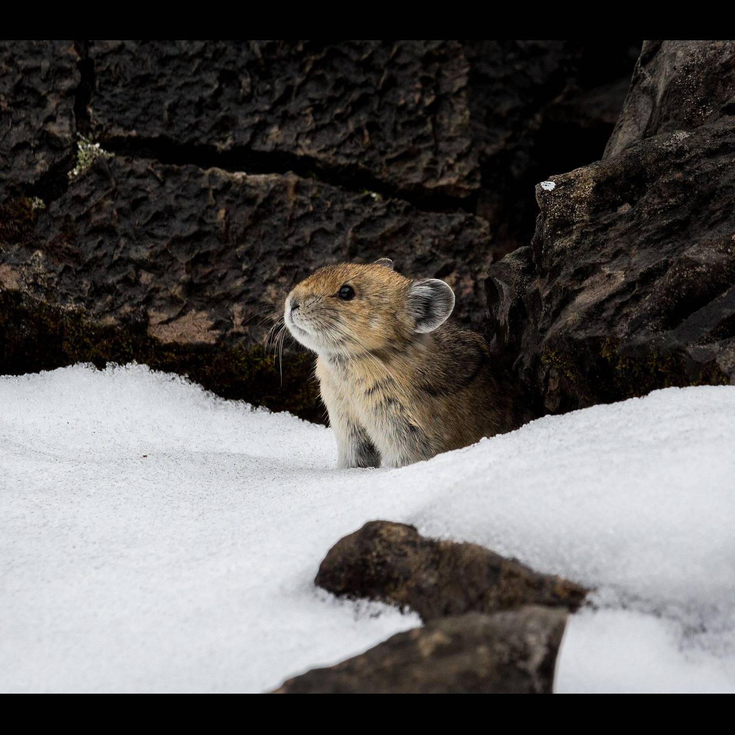 Photo 1 from Rocky Mountain Wild