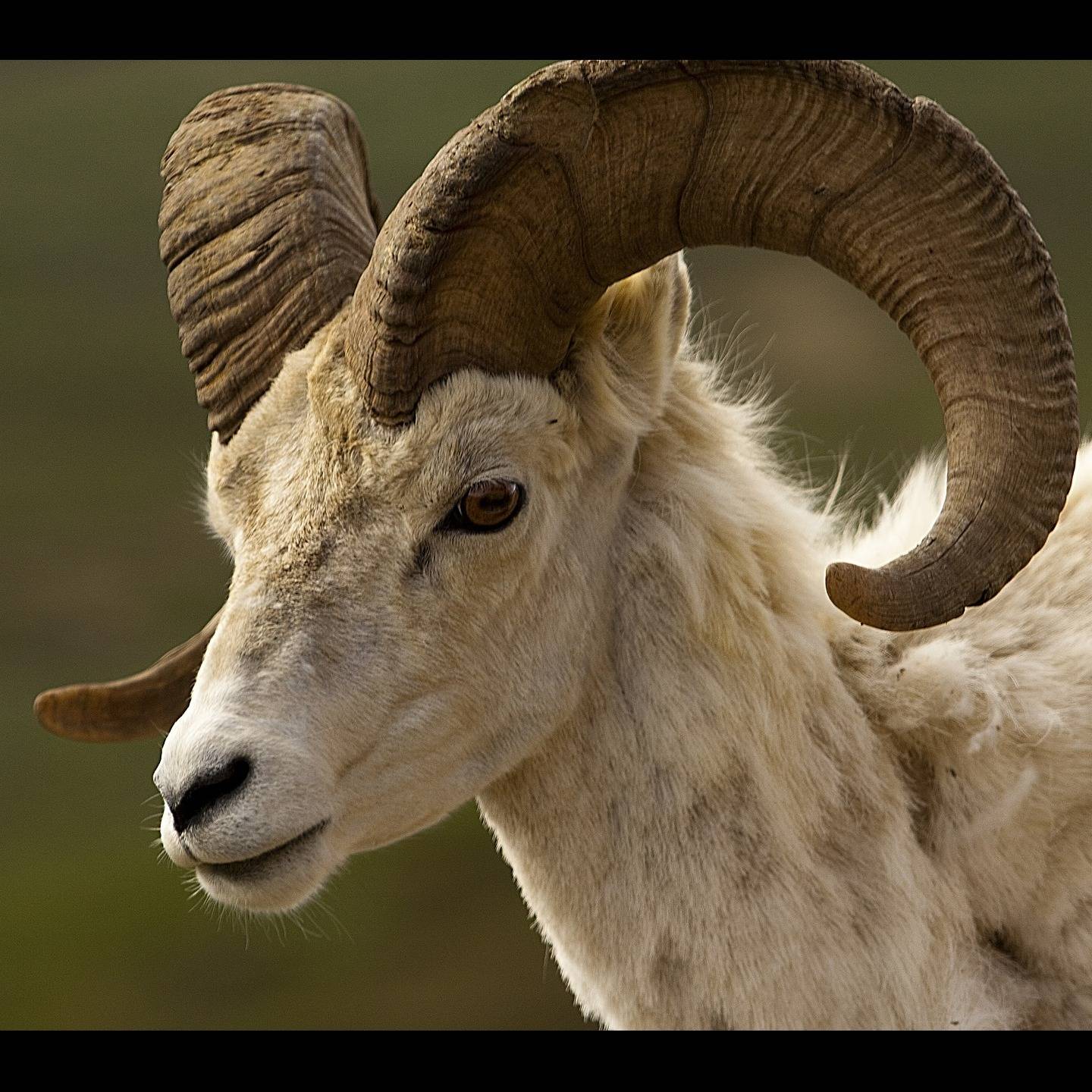 Photo 2 from Rocky Mountain Wild