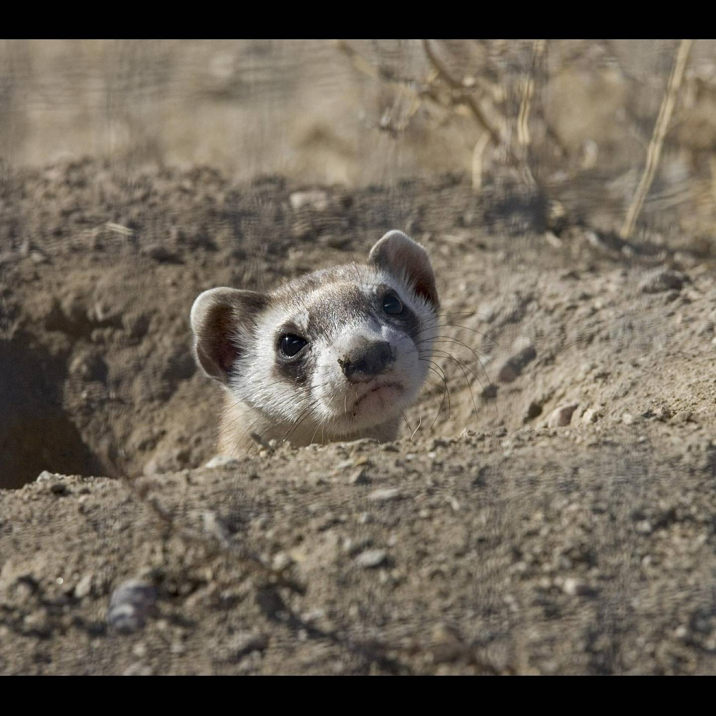 Photo 3 from Rocky Mountain Wild