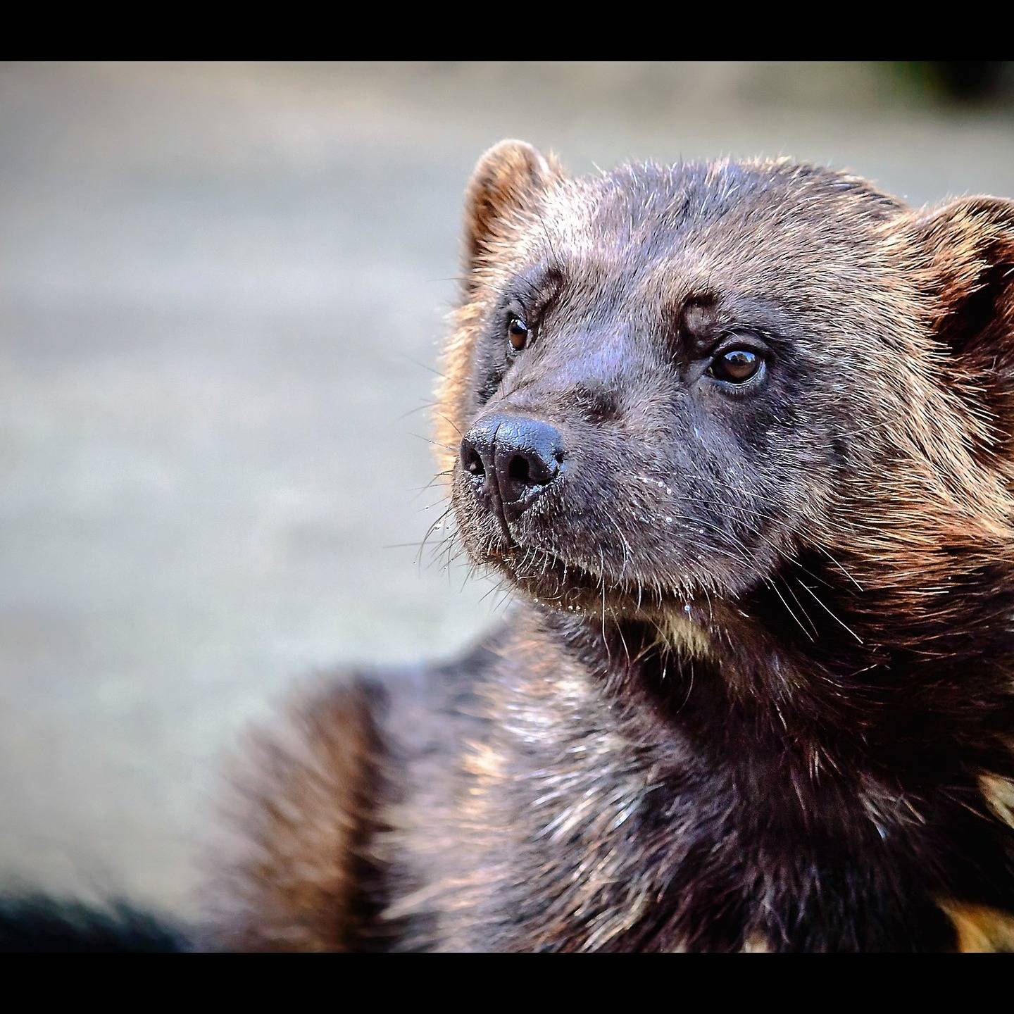 Photo 5 from Rocky Mountain Wild