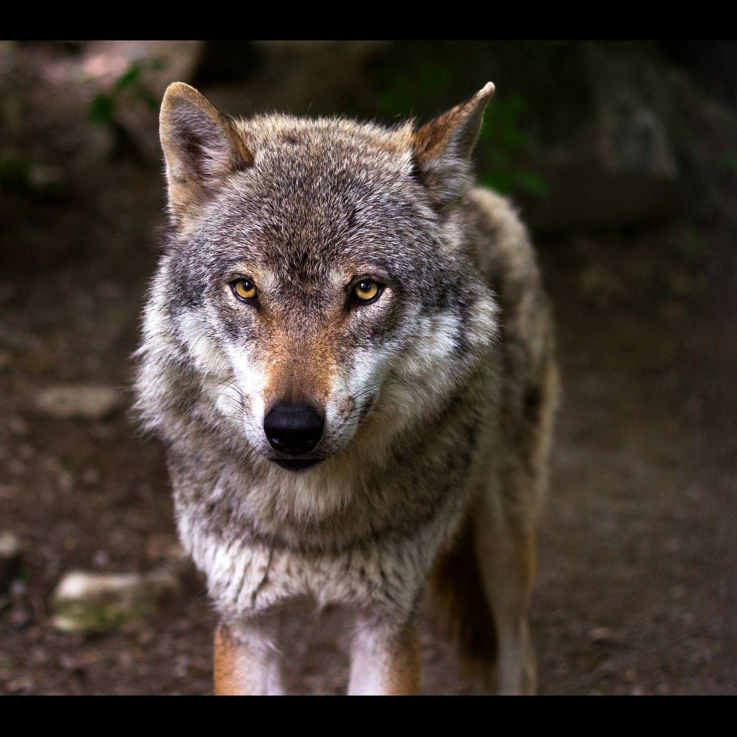 Photo 8 from Rocky Mountain Wild