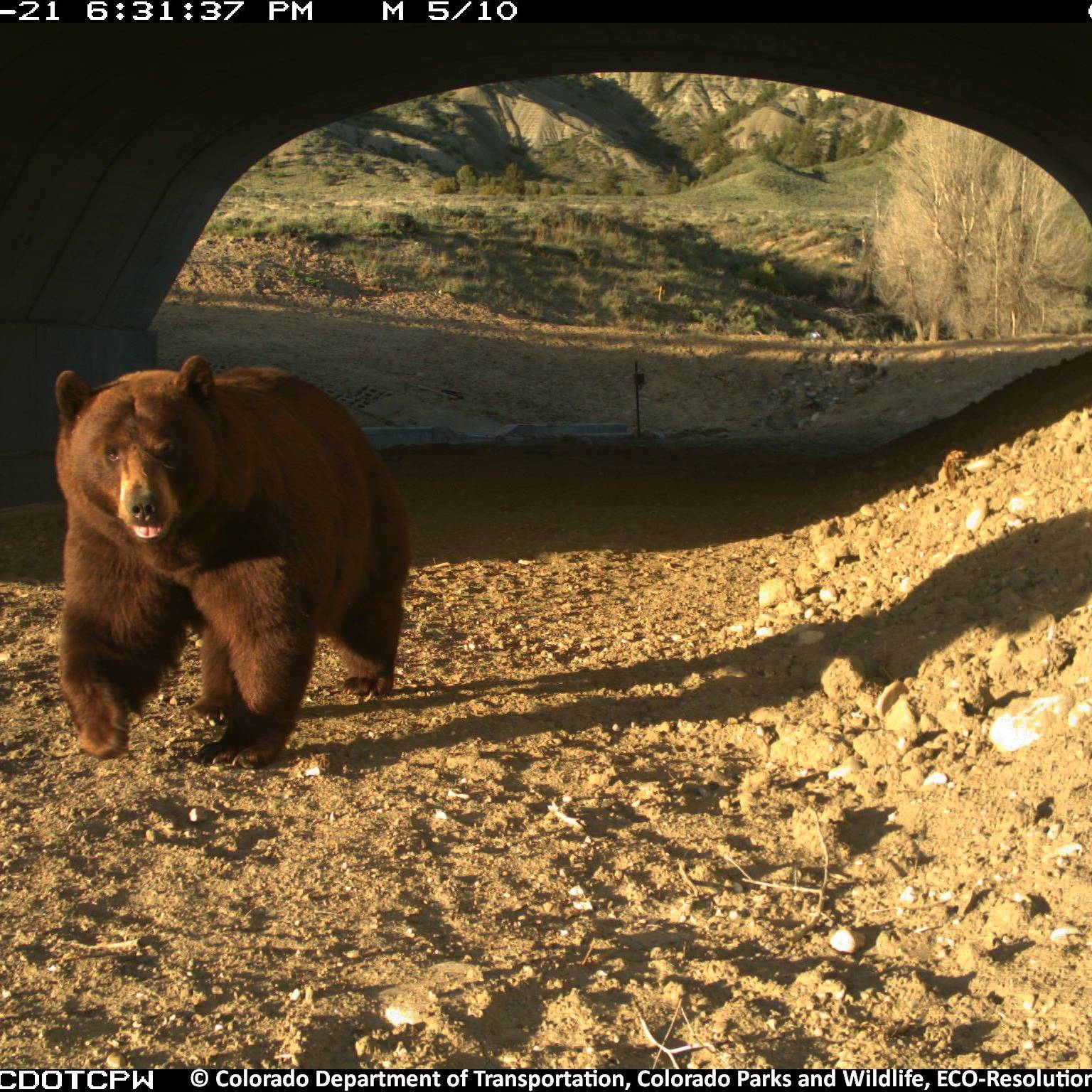 Photo 10 from Rocky Mountain Wild