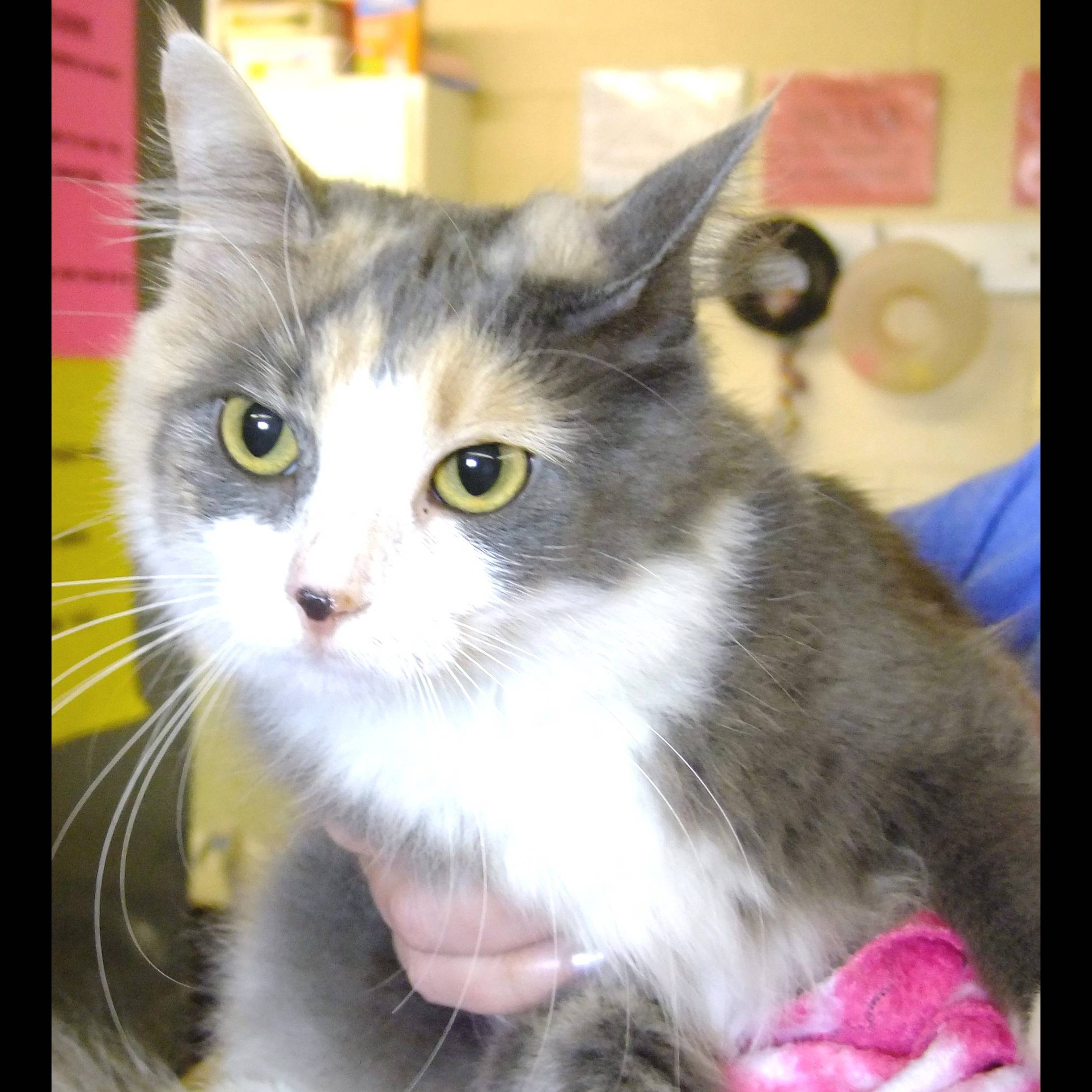 Photo 1 from HUMANE SOCIETY OF SOUTHEAST MO