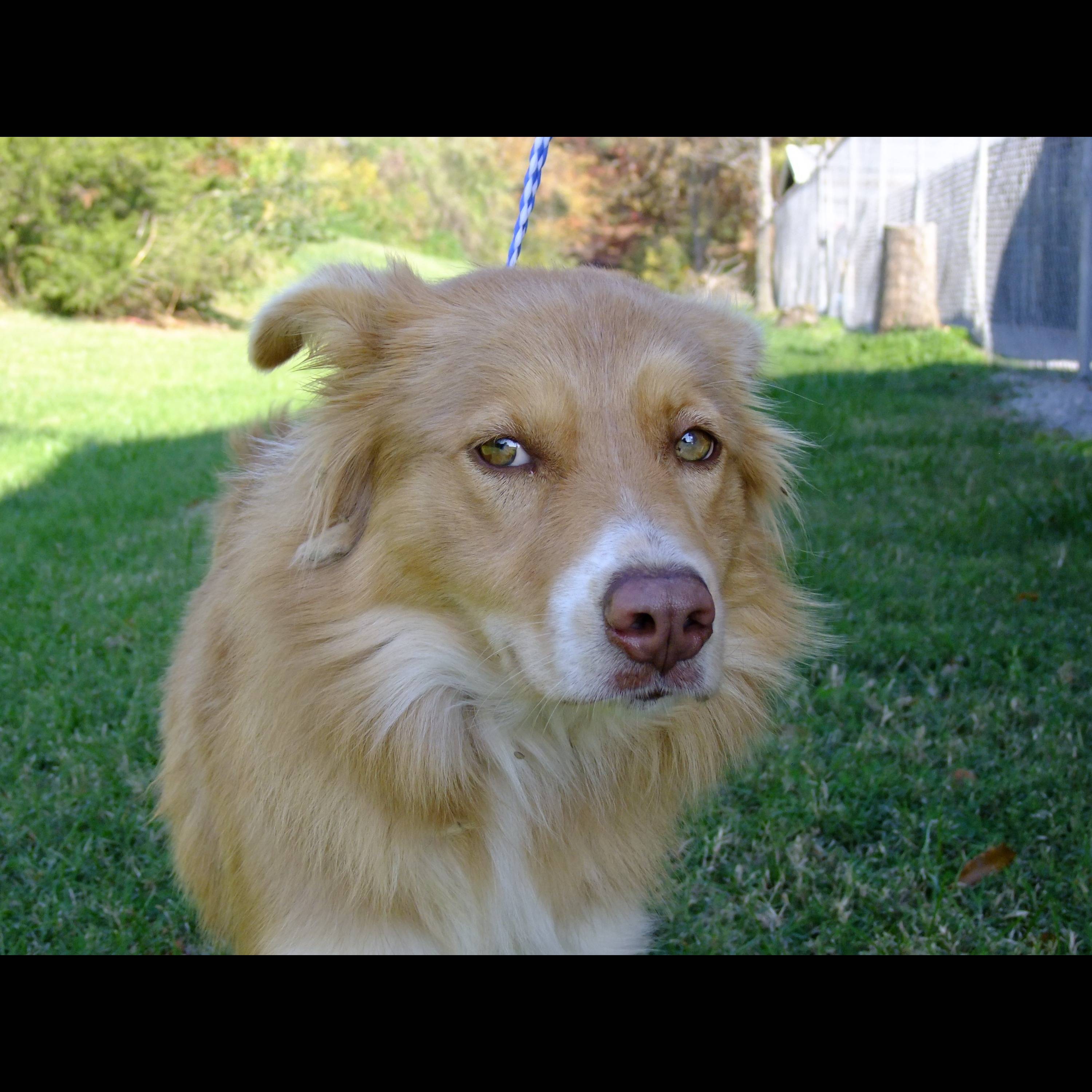 Photo 2 from HUMANE SOCIETY OF SOUTHEAST MO