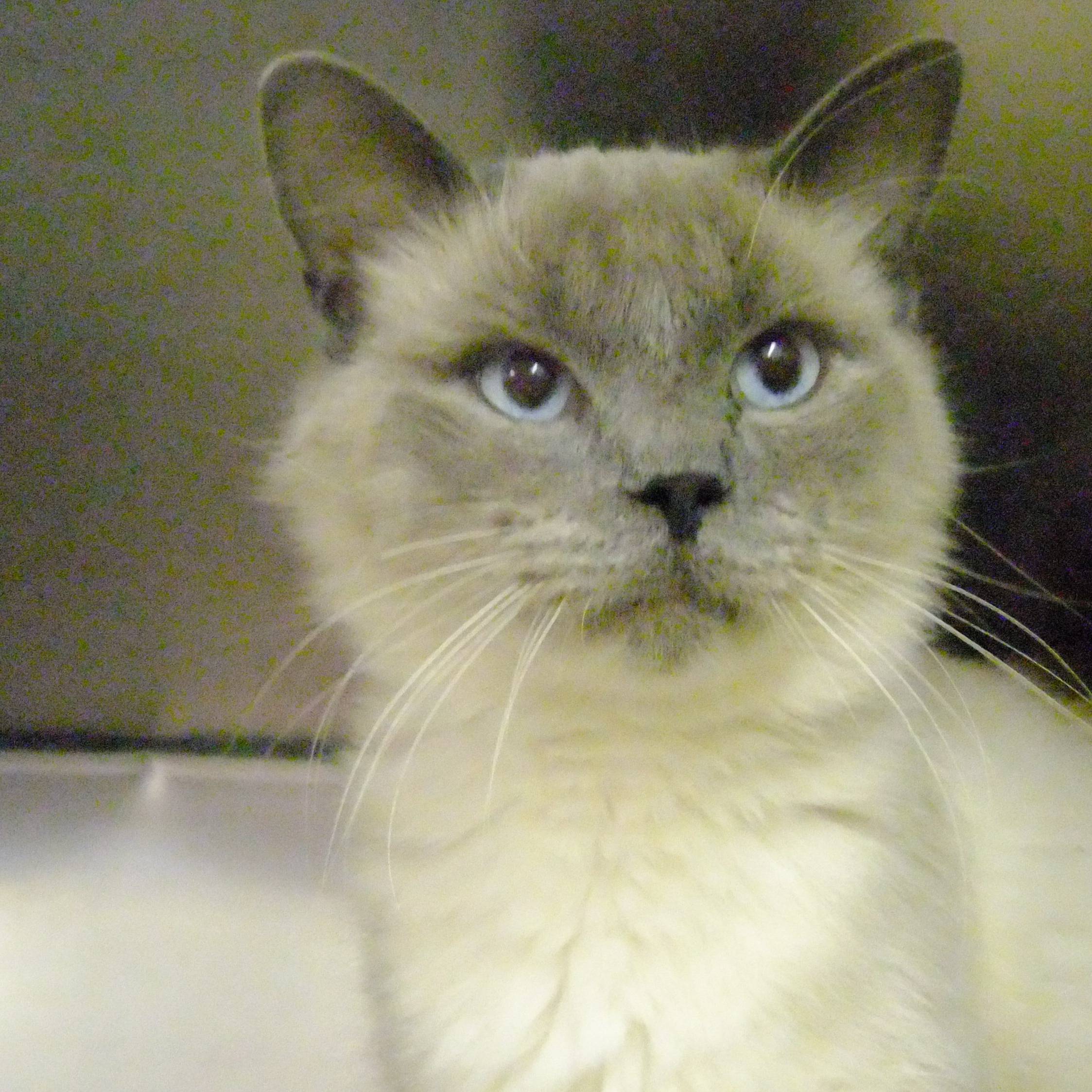 Photo 3 from HUMANE SOCIETY OF SOUTHEAST MO