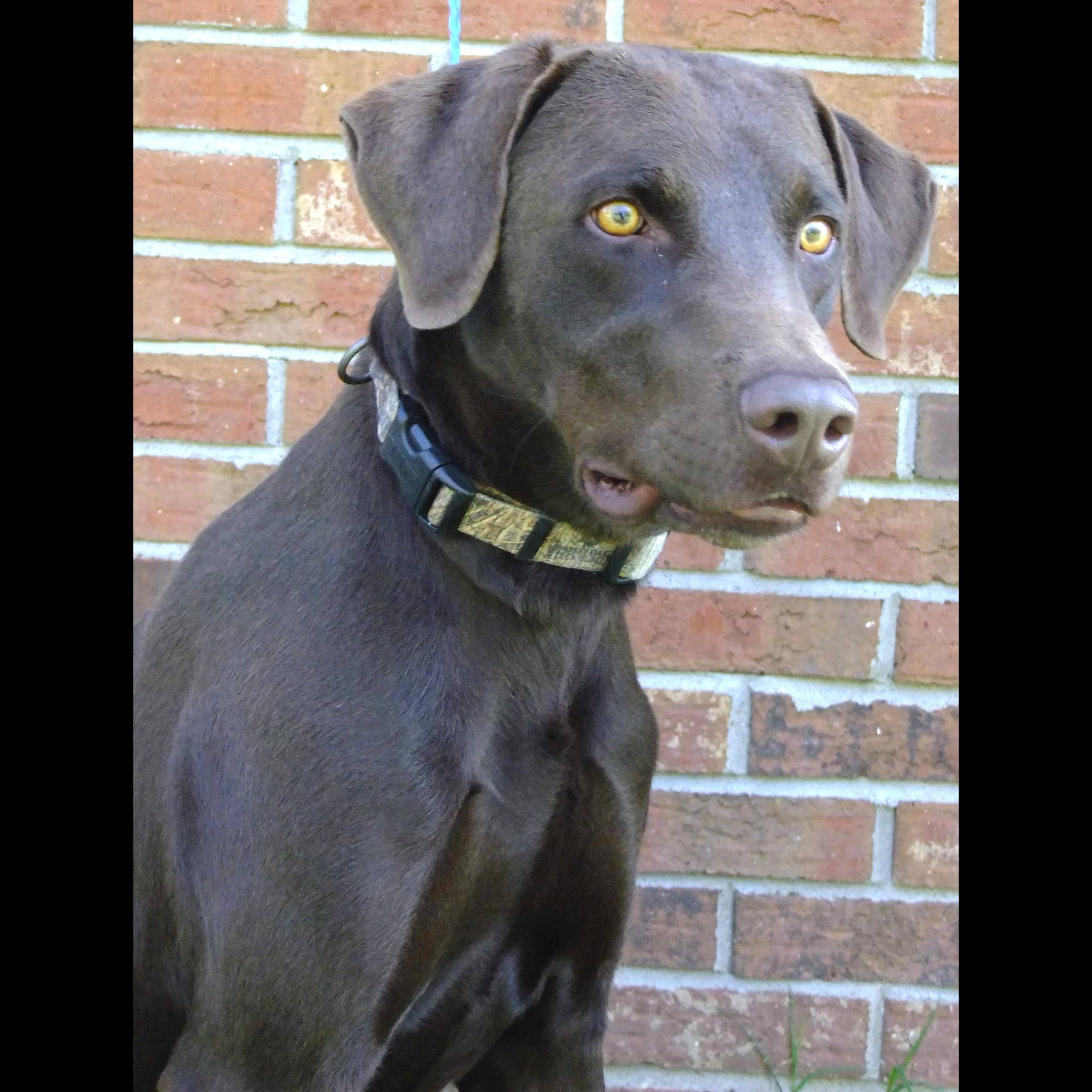 Photo 4 from HUMANE SOCIETY OF SOUTHEAST MO