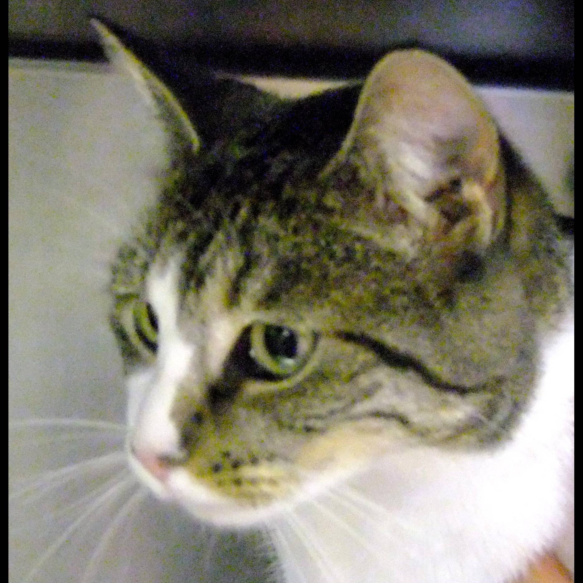 Photo 5 from HUMANE SOCIETY OF SOUTHEAST MO