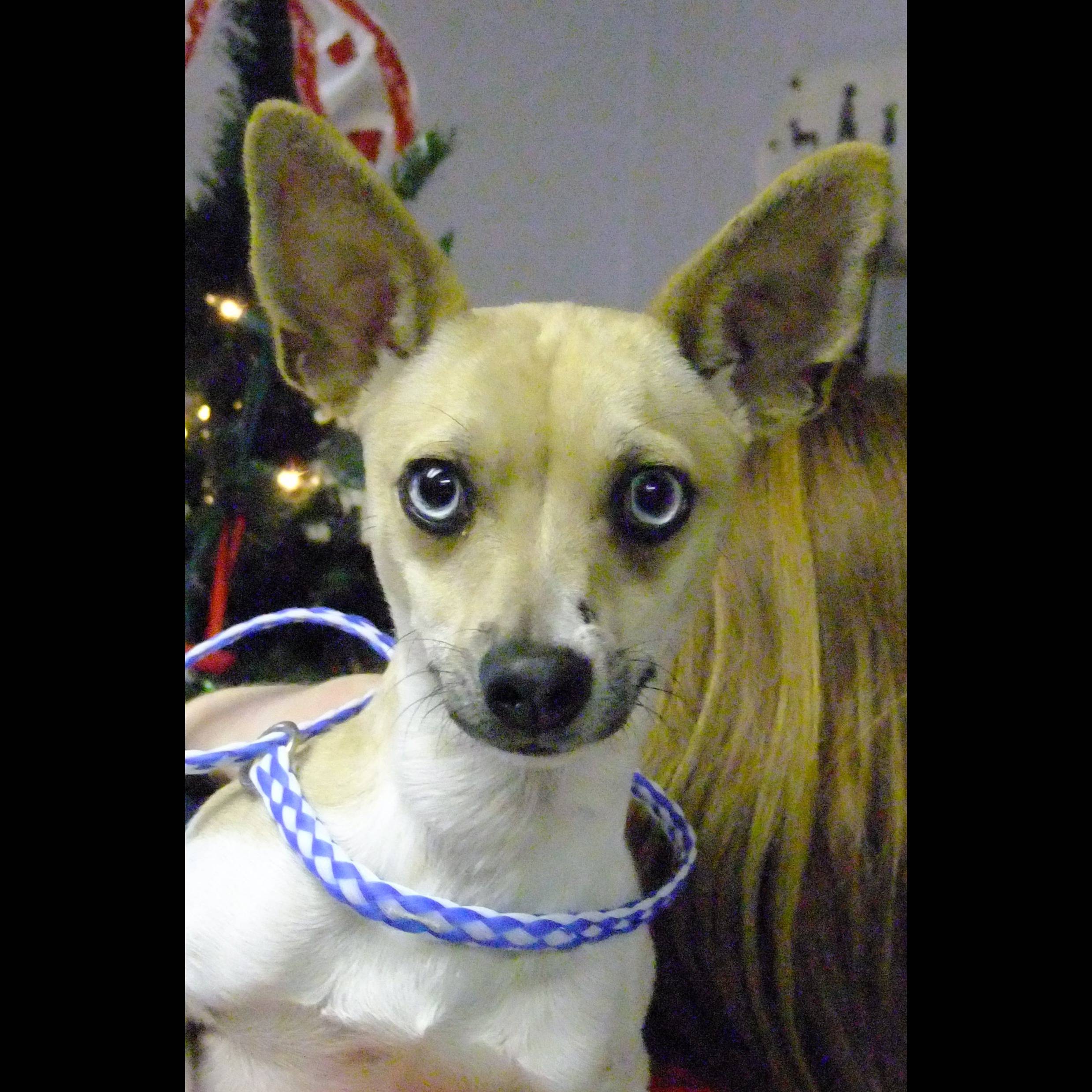 Photo 6 from HUMANE SOCIETY OF SOUTHEAST MO