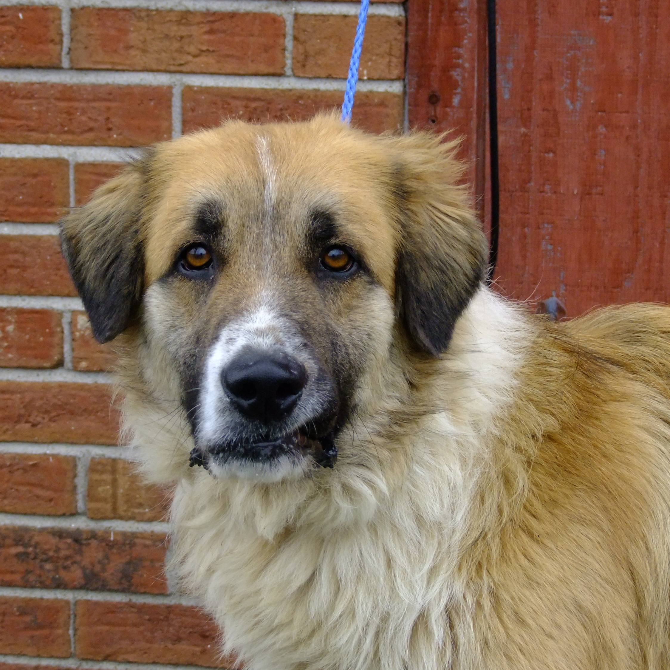 Photo 8 from HUMANE SOCIETY OF SOUTHEAST MO