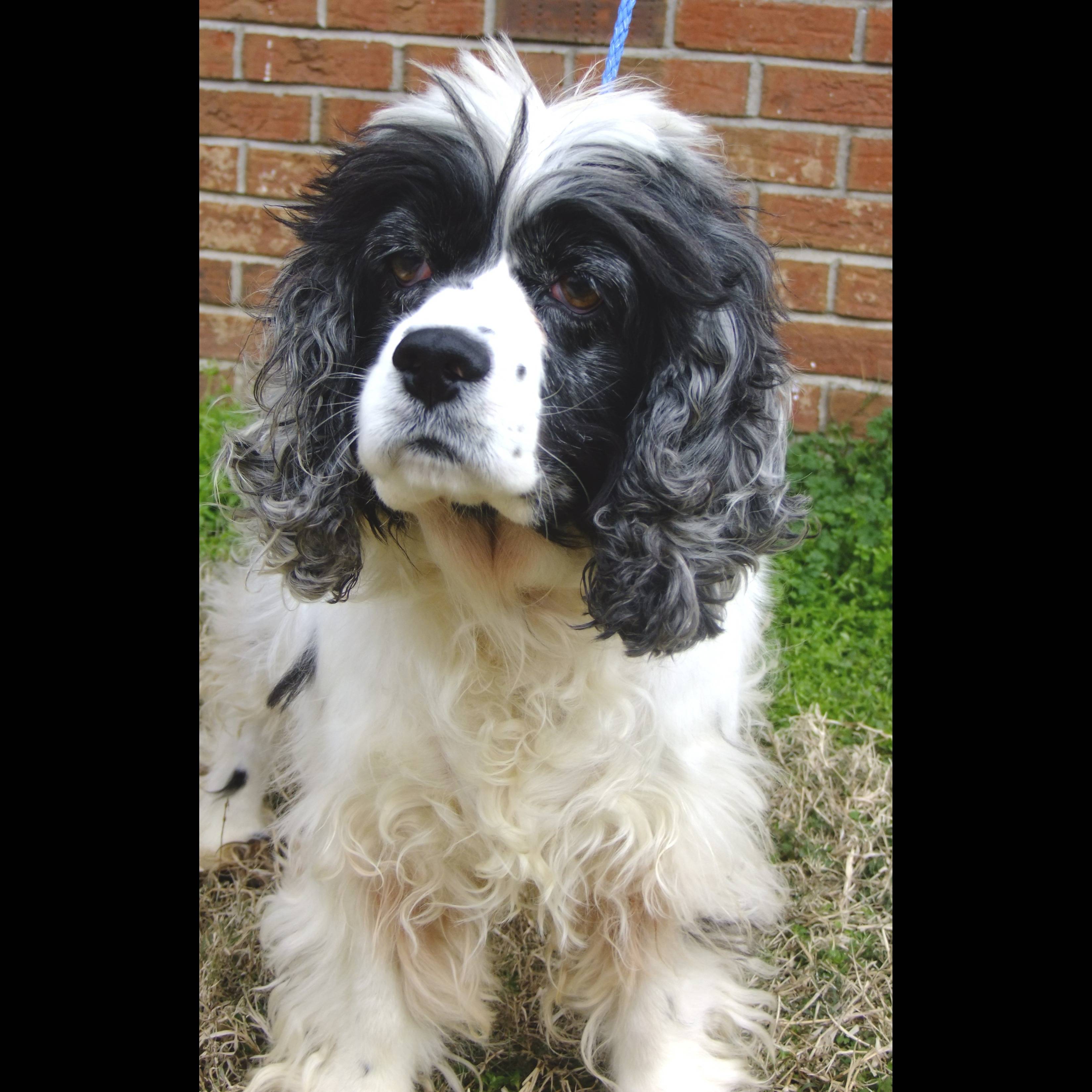 Photo 9 from HUMANE SOCIETY OF SOUTHEAST MO