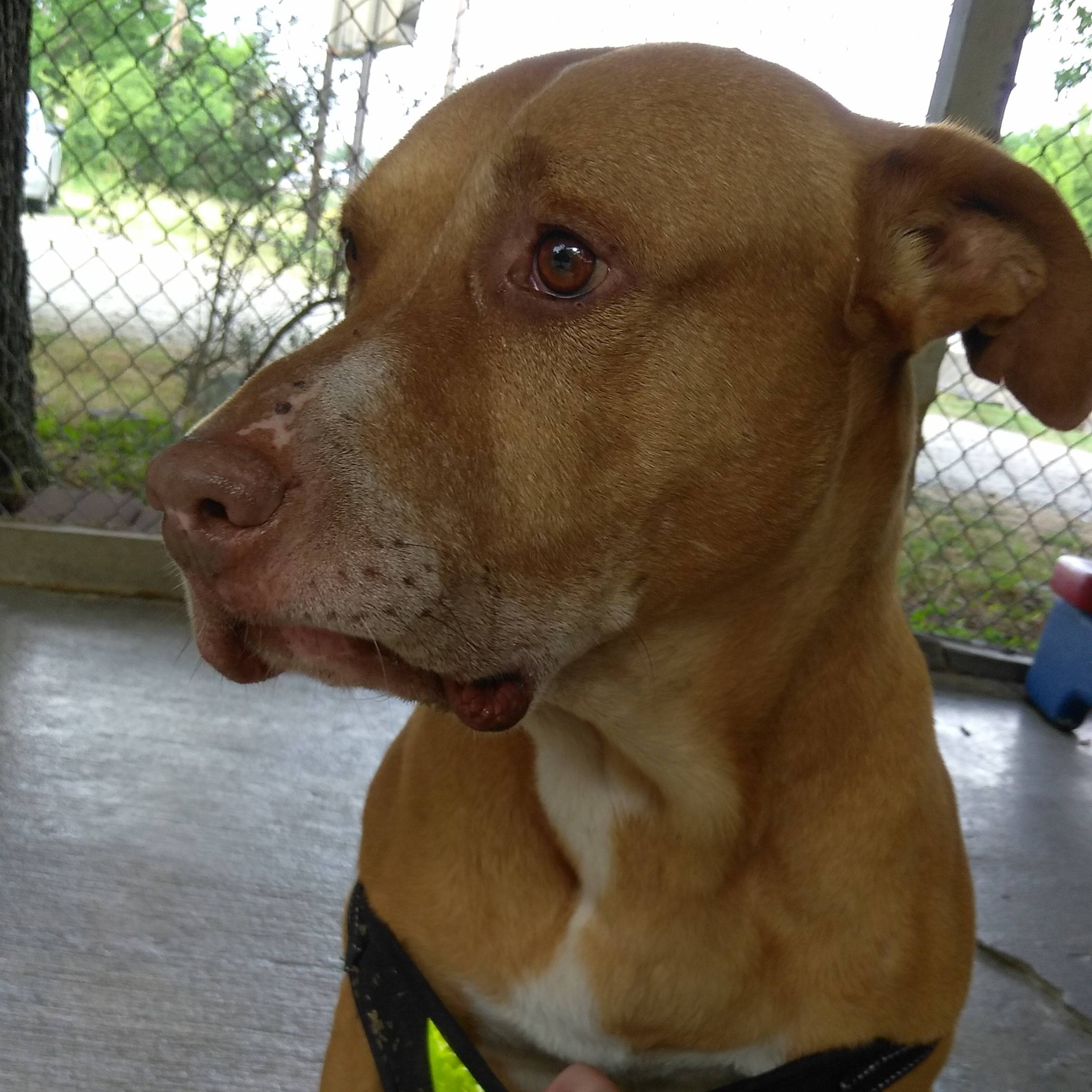 Photo 1 from CONVERSE ANIMAL SHELTER INC