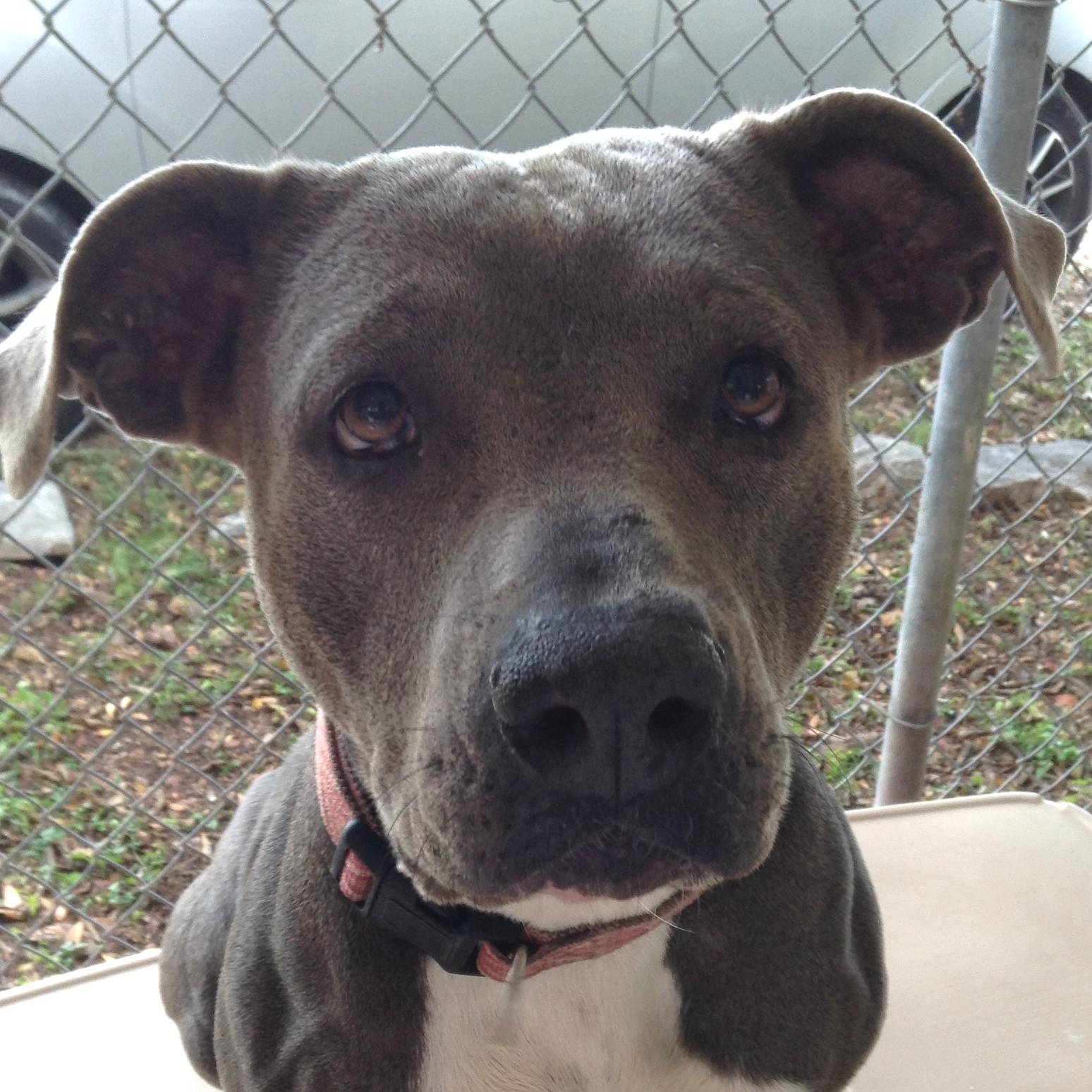 Photo 2 from CONVERSE ANIMAL SHELTER INC